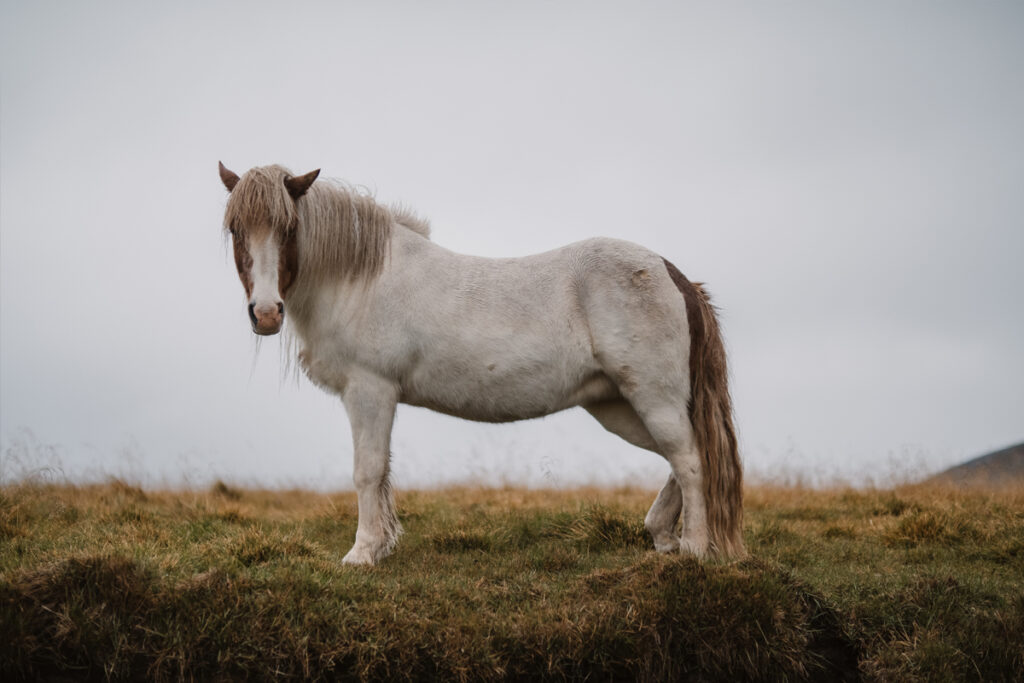 Snefells-reiten