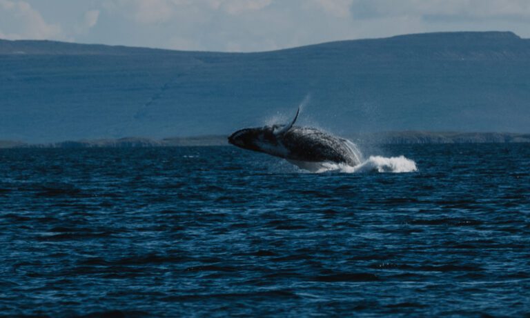 Island Westfjorde Header2