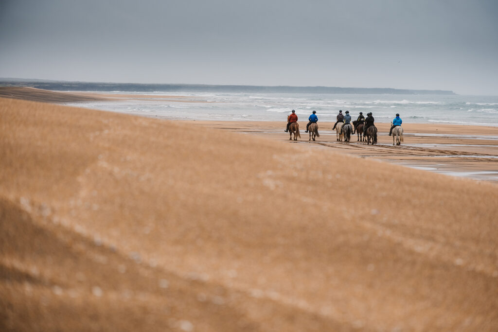 Reiten in Island