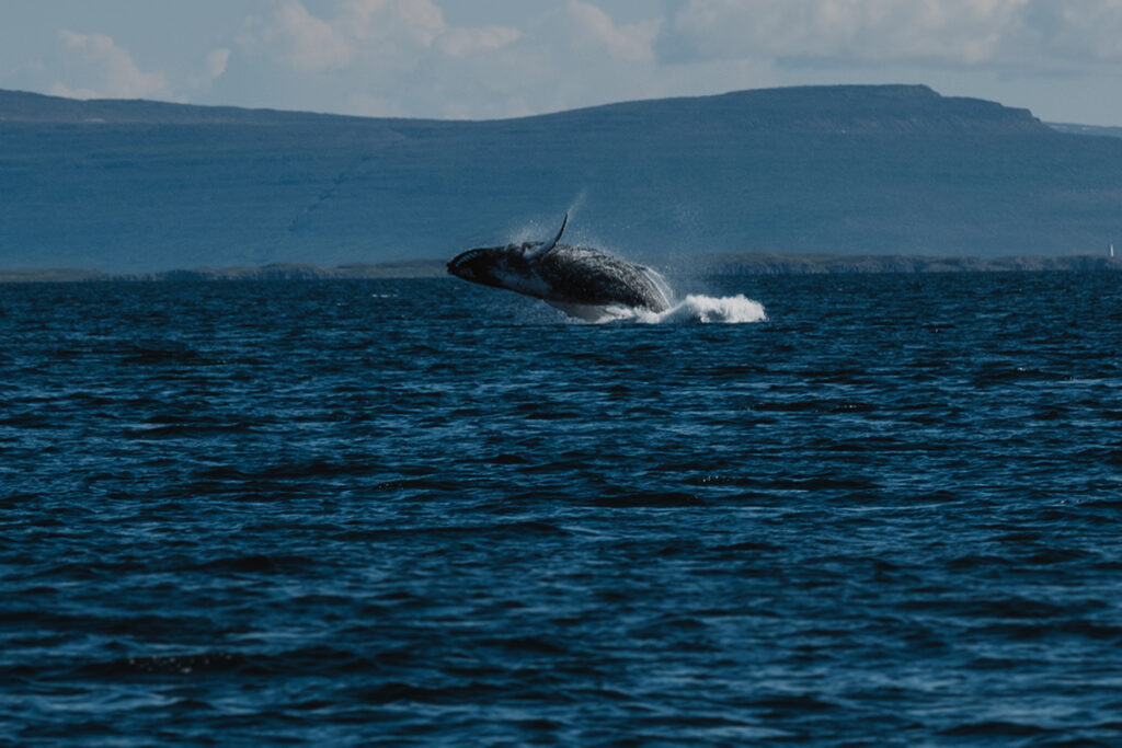 Whale Watching Island