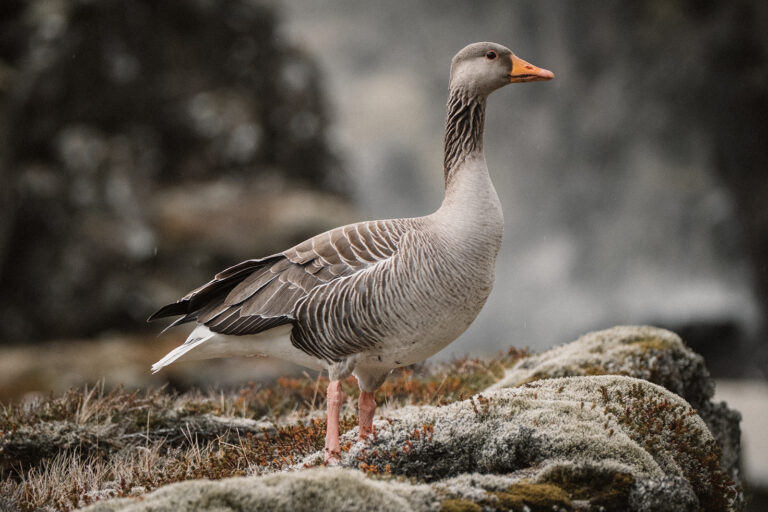 Abentuerreisen Island - Nord-Adventure