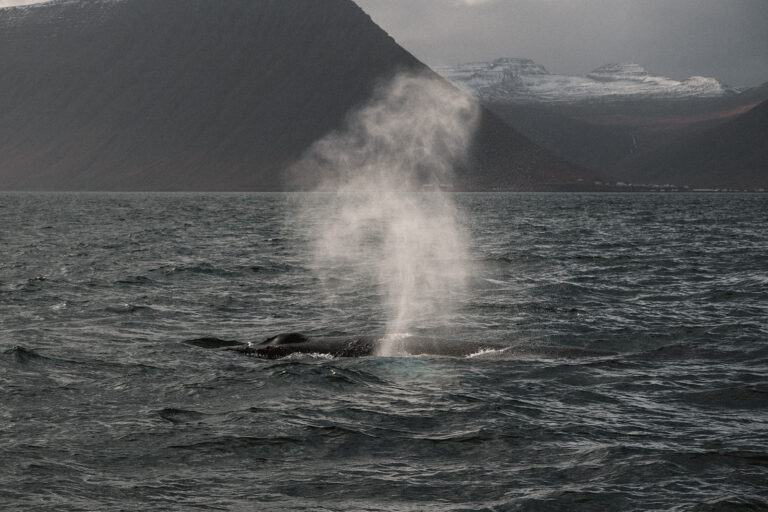 Abentuerreisen Island - Nord-Adventure