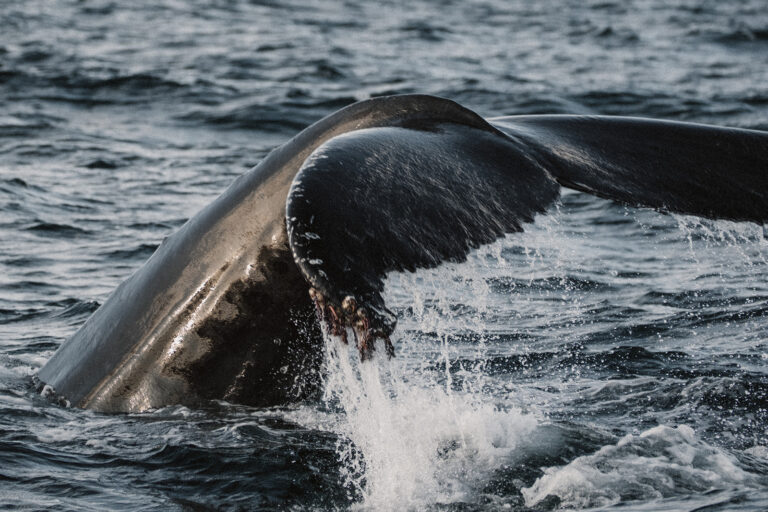 Abentuerreisen Island - Nord-Adventure
