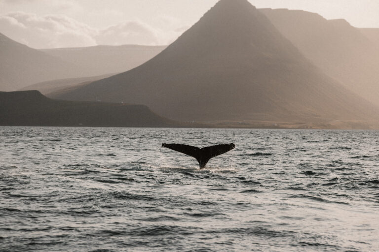 Abentuerreisen Island - Nord-Adventure