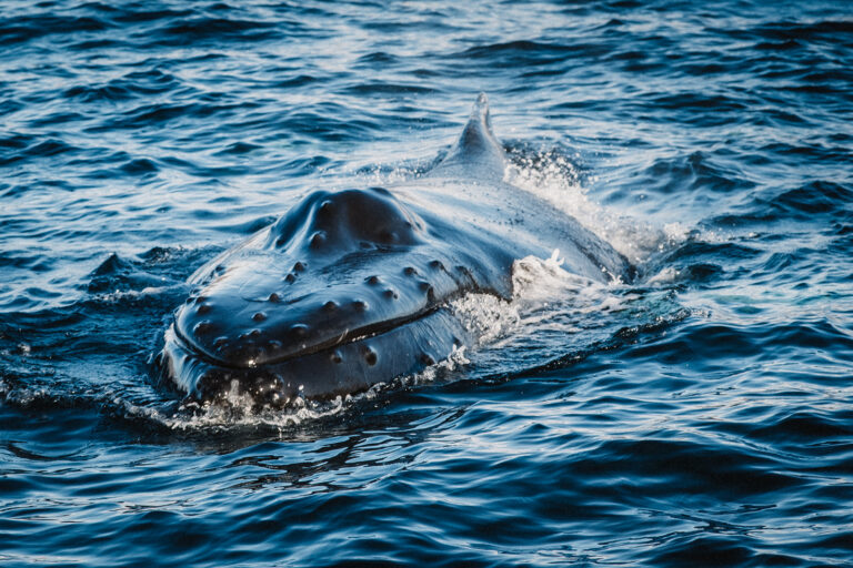 Abentuerreisen Island - Nord-Adventure