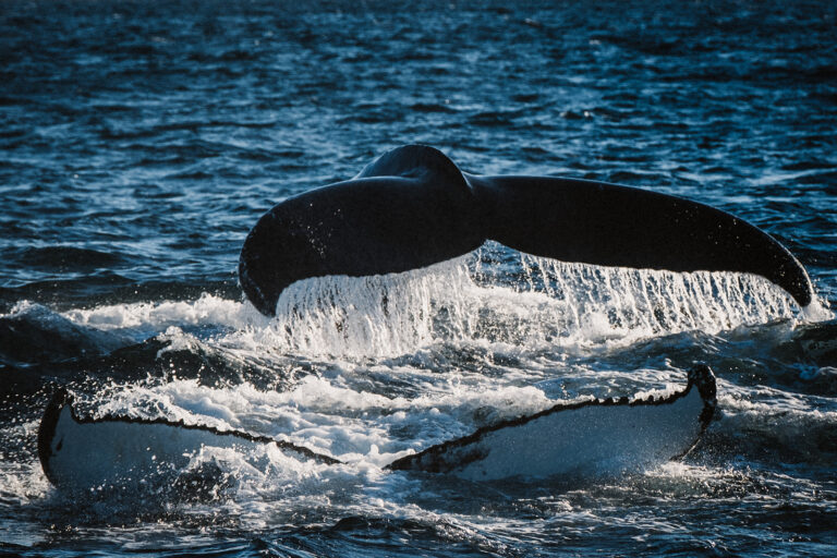 Abentuerreisen Island - Nord-Adventure